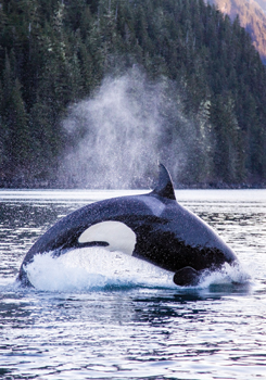 Orca Mist